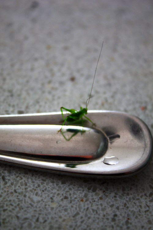 Baby cricket