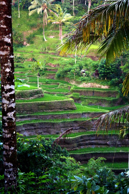 Rice terraces