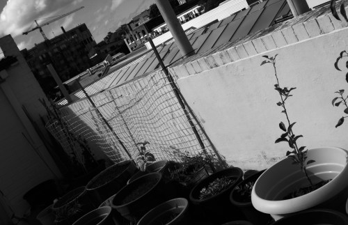 Rooftop garden, dying