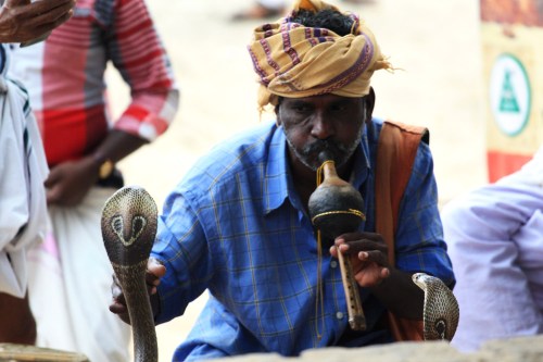 8727 Two cobras, Varkala Beach