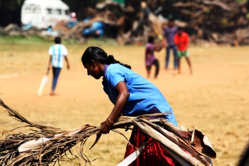 9902 Gardener plus cricket game