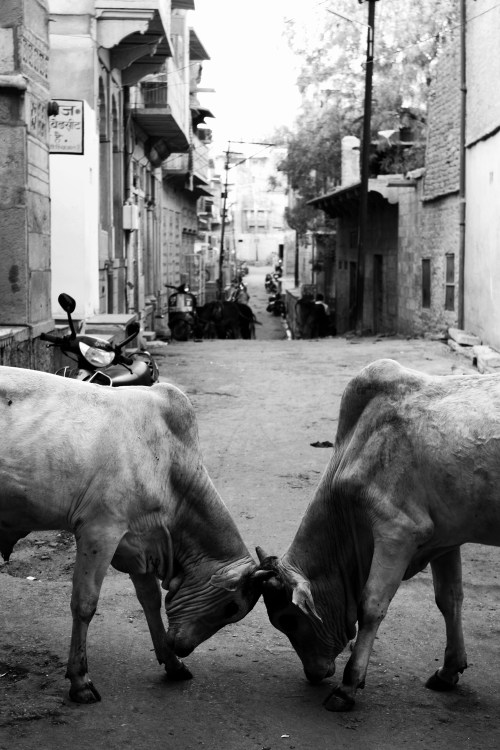 Young Bulls, Jaisalmer, Rajasthan, March 30, 2010