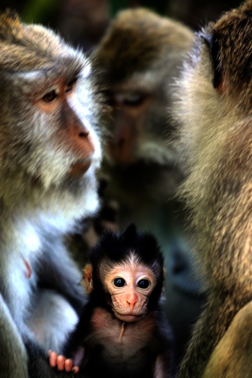 Macaques, Monkey Forest, Ubud, March 13, 2009