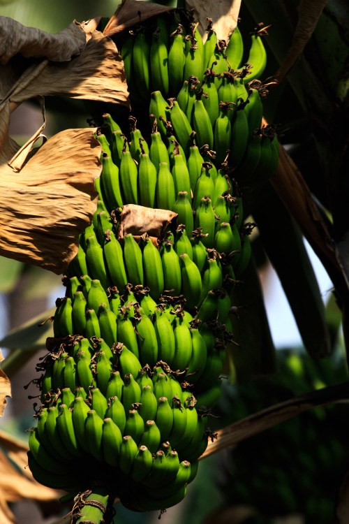 3135 sensuous bananas