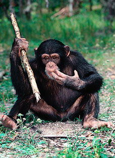 chimp with stick
