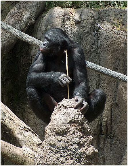 chimpanzee-fishing-for-termites