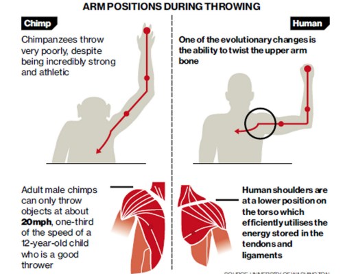 Humans vs chimps, throwing