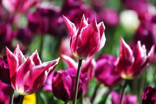 5721 Tulips, Floriade