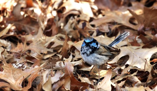 5761 Little blue guy 2