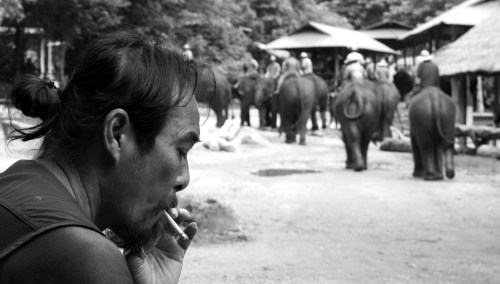 4175 Elephant dude 2